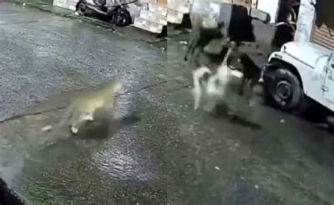 Watch: Dogs Mistake Leopard For Cat, Chase It Into Alley. Then This Happens