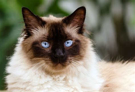 Himalayan Cat Breed: Personality, History, and More | Modern Cat