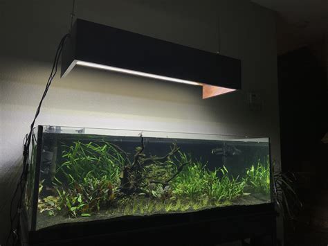 Top 5 Picks In 80-Gallon Fish Tanks - Fishxperts