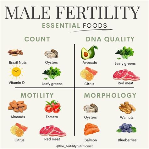 Best 13 A Breakdown of the Fertility Timeline – Artofit