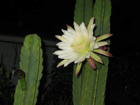 Night Blooming Cactus - Database Plants