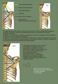 gabbia toracica sporgente istituto superiore di posturologia neuro mio fasciale aifimm gabbia toracica sporgente istituto superiore di posturologia neuro mio fasciale aifimm