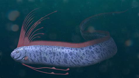 Why Is Oarfish Dangerous