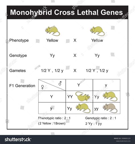 Monohybrid Cross Punnett Square
