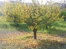 de pollenã a il re di pollena e l autunno carmine de cicco de pollenã a il re di pollena e l autunno carmine de cicco
