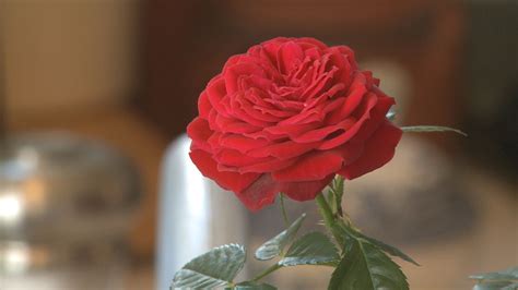 Here's how to save your Valentine's Day mini rose bush | 9news.com