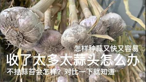 收了太多大蒜头怎么办？｜怎样种蒜又快又容易？｜不抽蒜苔会怎样？对比一下就知道