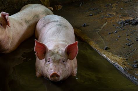 可爱的小猪在猪圈高清摄影大图-千库网