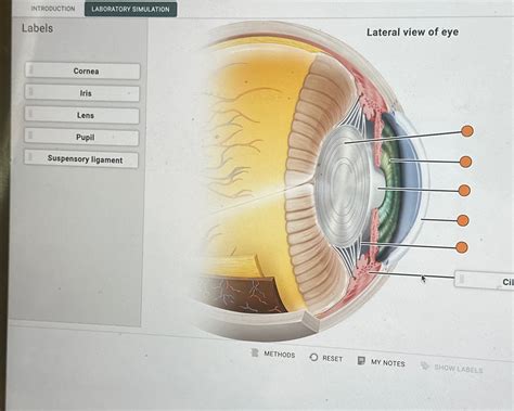 Solved INTRODUCTIONLabelsLateral view of | Chegg.com