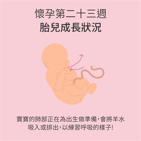 孕媽咪與寶寶全孕期週記:懷孕第23週 - mamaway
