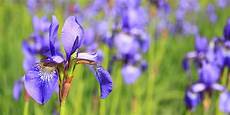 iris fiore coltivazione iris fiore coltivazione variet 224 e come si cura consigli iris fiore coltivazione iris fiore coltivazione variet 224 e come si cura consigli