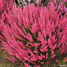 calluna vulgaris sorten sommerheide besenheide calluna loki gardengirls 174 calluna vulgaris sorten sommerheide besenheide calluna loki gardengirls 174