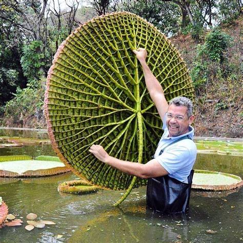 List 93+ Pictures Underside Of Giant Lily Pad Stunning 10/2023