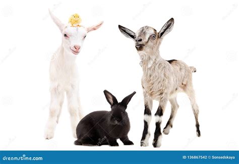 Can You Keep Goats And Rabbits Together at Anthony Cline blog