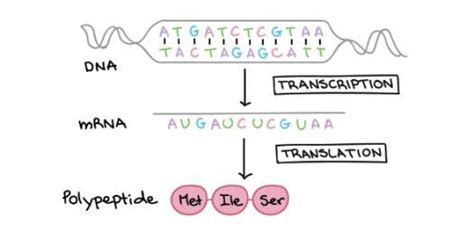 Trakscriptiom and translation of dna meaning - Brainly.in