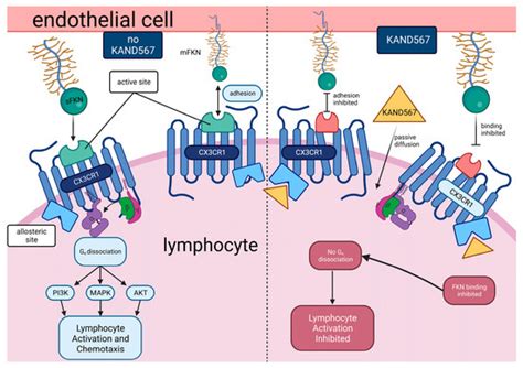 Fractalkine Signalling (CX3CL1/CX3CR1 Axis) as an Emerging Target in ...