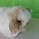 Image result for Black and White Fluffy Holland Lop Bunnies