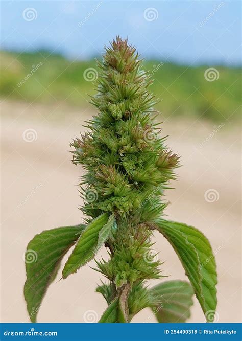 Amaranthus retroflexus stock photo. Image of delilei - 254490318
