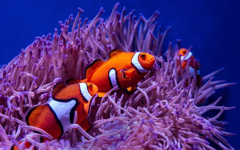 Download wallpaper 3840x2400 clown fish, fish, corals, reef, water 4k ...