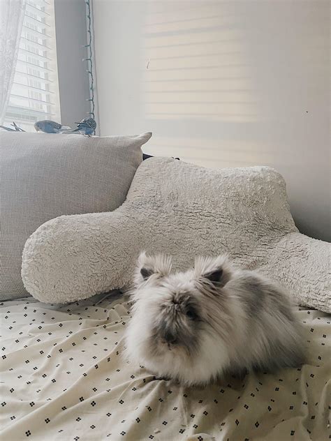 Adopted a furry lil bun named Thumper ₍ᐢ••ᐢ₎ ♡ ♡ ♡ : r/Rabbits