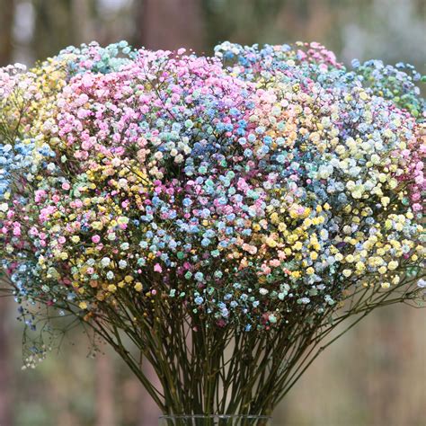 Colored Babys Breath - Preschool Coloring Printables