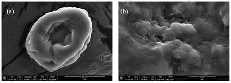 Study on the Adsorption Characteristics of Spirulina Dry Powder Biomass ...