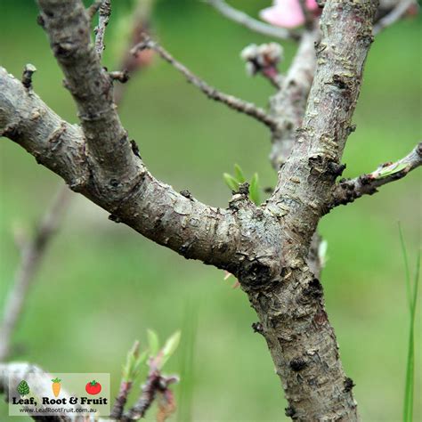 Curly Leaf in Peaches and Nectarines - Leaf, Root & Fruit Gardening Services - what prevents fungus in peach trees