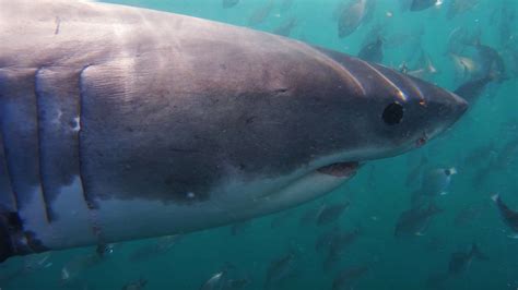 Shark tries to take a bite out of camera man's head