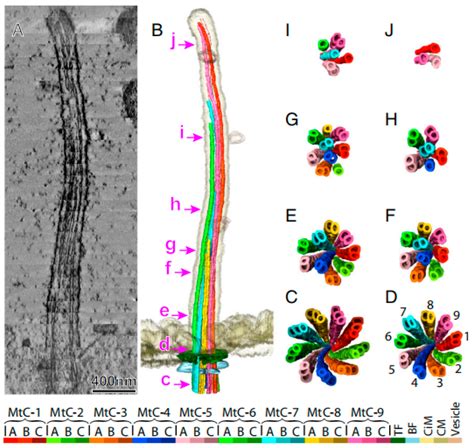 Advances in Imaging Techniques for Mammalian/Human Ciliated Cell’s ...