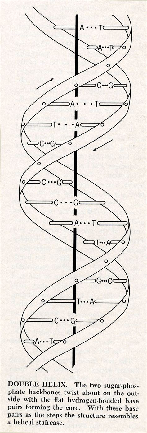 DNA 的图像结果