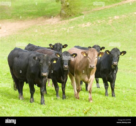 group of cows Stock Photo - Alamy