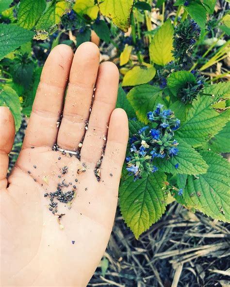 Chia seeds are a versatile superfood that can be used in a variety of ...