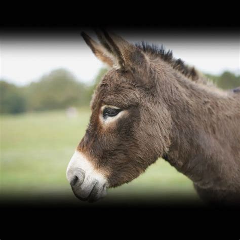 Pictures Of Donkeys