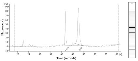 Practical Euthanasia Method for Common Sea Stars (Asterias rubens) That ...