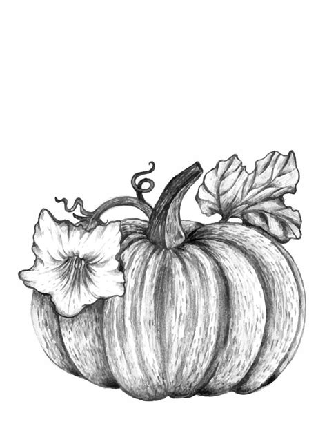 How To Draw A Pumpkin Step By Step For Beginners