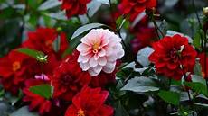 Flowers Desktop Wallpapers by Top 10 Dahlia Flowers Hd Wallpapers In 1080p Flowers Desktop Wallpapers