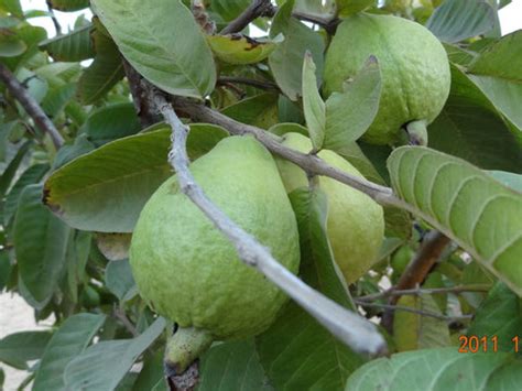 Discover a Wide Range of Guava Plants for Sale at Kadiyam Nursery ...