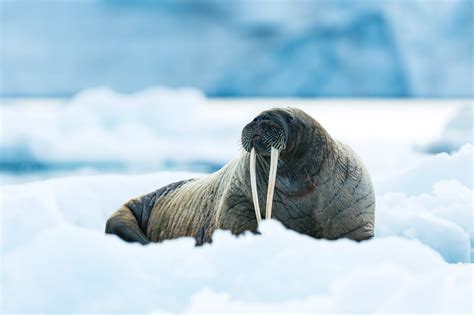 What Are Some Arctic Animals With Pictures Arctic Wildlife: Discover
