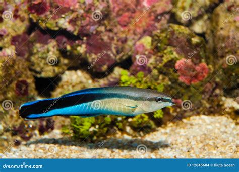 Blue Streak Cleaner Wrasse stock photo. Image of tropical - 12845684