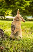 Image result for What Do Wild Baby Rabbits Eat