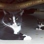Image result for Cute Grown Cats