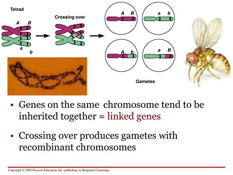 Genetics Examples 的图像结果