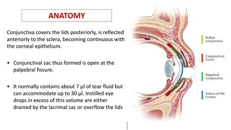 Conjunctiva Vs Sclera