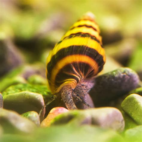 Are Mystery Snails Asexual? - SNAILS 101