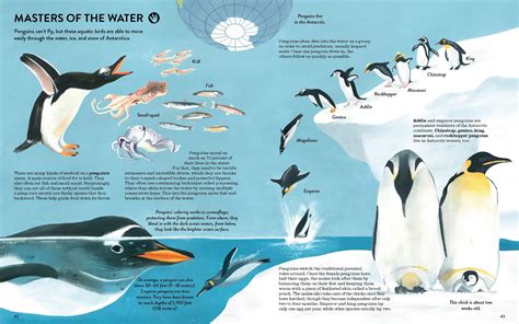 Penguin life cycle – Artofit