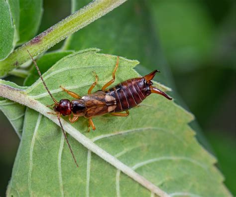 How to get rid of earwigs in your yard: Expert advice | Homes and Gardens