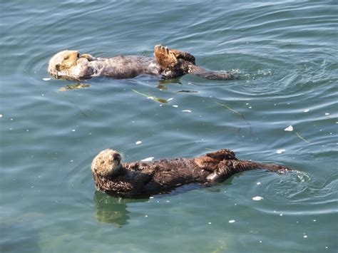 Sea Otters - ZooChat