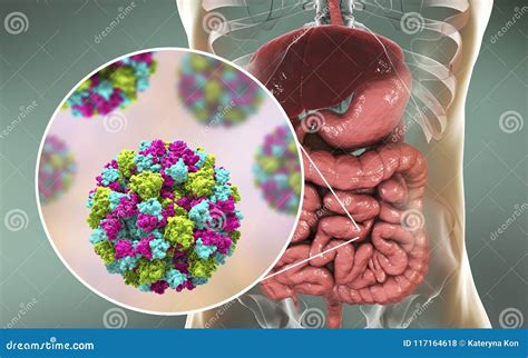 Noroviruses in Human Intestine Stock Illustration - Illustration of molecular, microorganism ...