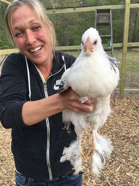 Light Brahma Chickens - Baby Chicks for Sale | Cackle Hatchery
