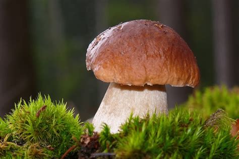 Pilze digital bestimmen